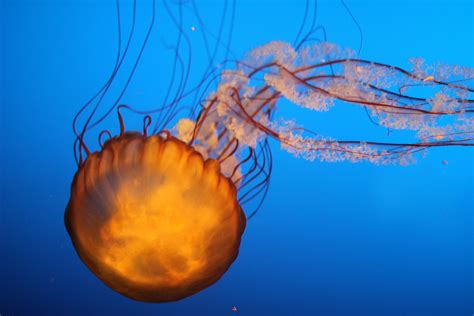 Free Images : jellyfish, invertebrate, cnidaria, macro photography ...