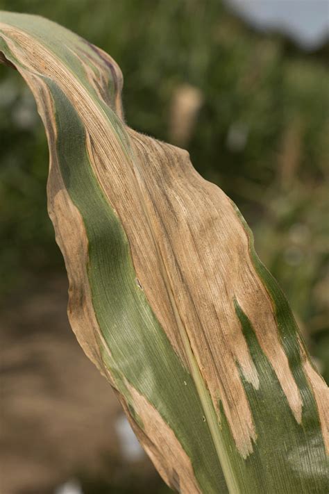 Tracking northern corn leaf blight - Ontario Grain Farmer