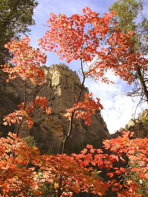 Fall in Oak Creek Canyon Free Photo Download | FreeImages