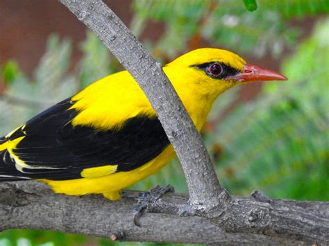 Free stock photo of branch, hyderabad, Indian Golden Oriole