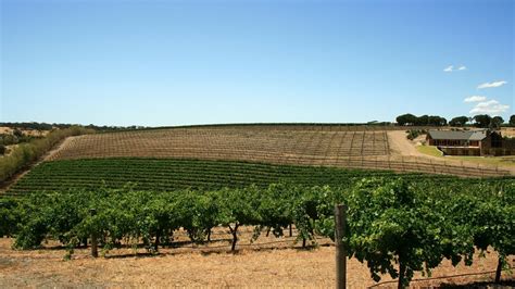 All You Can Wine Experience: 7 Adelaide Winery Tours Worth Checking Out - Klook Travel Blog