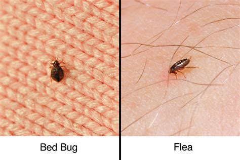 How To Tell Fleas Vs Bed Bugs – Pest Phobia