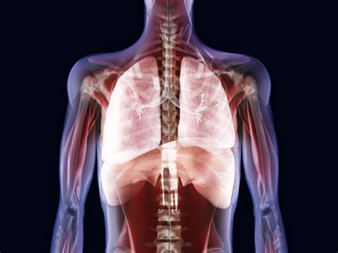 Trachea: Anatomy, Function, and Treatment