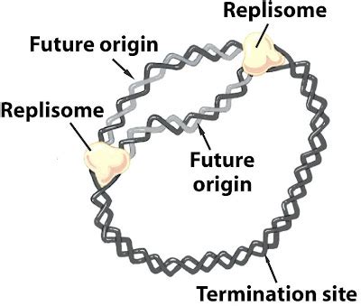 Sandwalk: DNA Replication in E. coli: The Solution