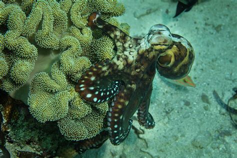 A Reef Octopus, Octopus Cyanea, Crawls Photograph by Ethan Daniels ...