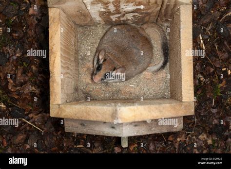 Garden dormouse, garden-dormouse, nesting box, birdhouse, Gartenschläfer, Garten-Schläfer ...