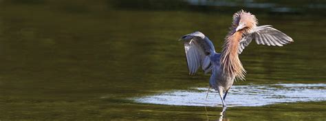 In the Field: Reddish Egret Conservation | American Bird Conservancy