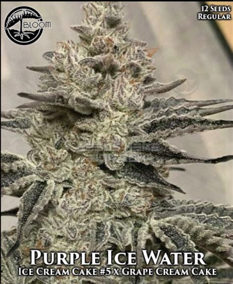 Purple Ice Water (Bloom Seed Co) :: Cannabis Strain Info