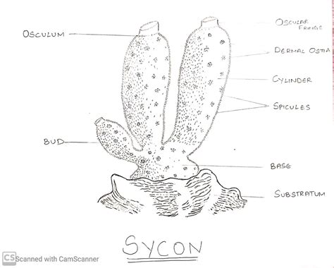 Sycon- a calcareous sponge! | Draw diagram, Zoology, Cell forms