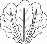 Romaine Lettuce Vegetable Isolated Coloring Page 11487136 Vector Art At  sketch template