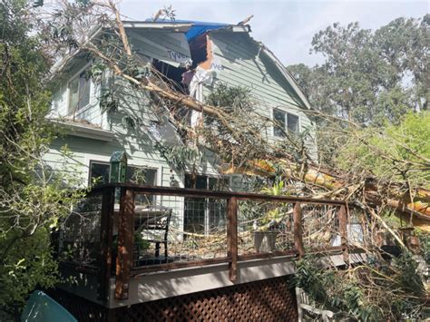 Rain, Winds Pound County, Topple Trees - The Pajaronian | Watsonville, CA