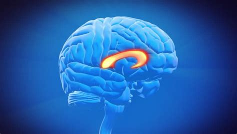 Brain corpus callosum: anatomy, functions and parts | Wellnessbeam