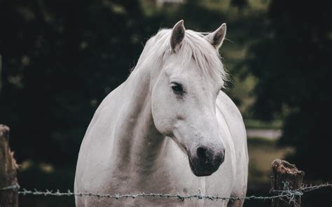 11 White Horse Spiritual Meanings and Symbolism