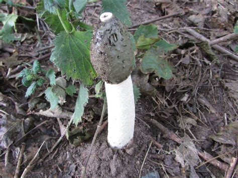 Stinkhorn