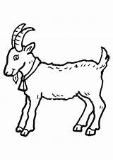 Billy Goat Coloring Page sketch template