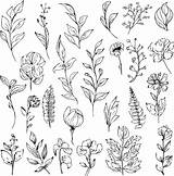 Botanical Illustration coloring Page Simplicity Embellishment  sketch template