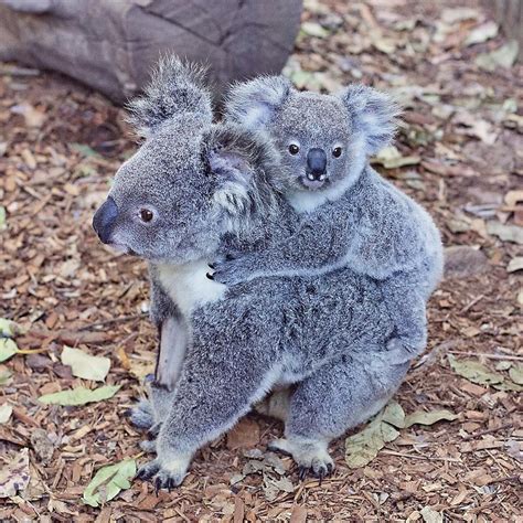 Suzanne Tonga on Instagram: “” | Australia animals, Funny animals, Koala bear