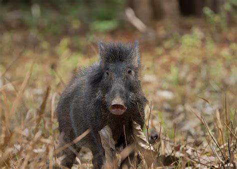 The Wild Boar With Nice Hires Looking In From Its Natural Habitat Stock Photo - Download Image ...