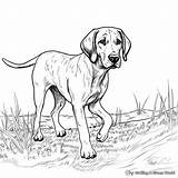 Hound Dog Coloring Pages  Free & Printable sketch template