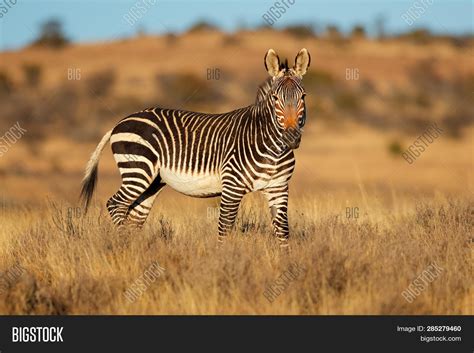 Cape Mountain Zebra ( Image & Photo (Free Trial) | Bigstock