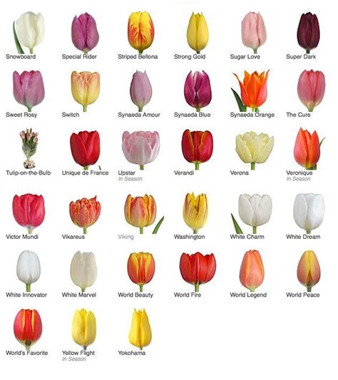 Flowers [Tulips] | Types of tulips, Types of flowers, Tulips flowers