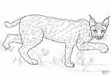 Iberian Lynx coloring Page  Free Printable Coloring Pages sketch template