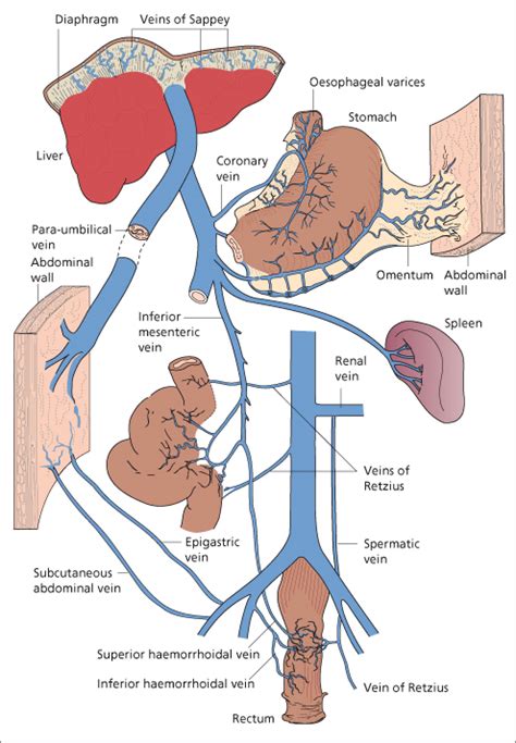 Coronary Vein Portal Hypertension