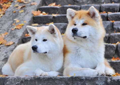 Akita Dogs: The adorable Japanese dog breed that the world cannot help ...