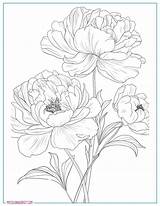 20 Free Peonies Coloring Pages For Adults And Kids – My Spot sketch template