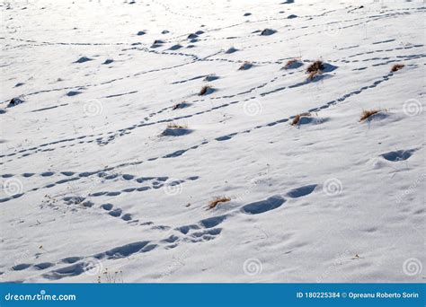 Molehill and Animal Tracks in Snow Stock Photo - Image of difficult, exterior: 180225384