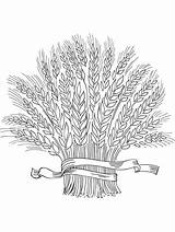 Wheat coloring Pages sketch template