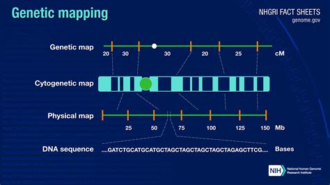 Genetic Mapping Fact Sheet