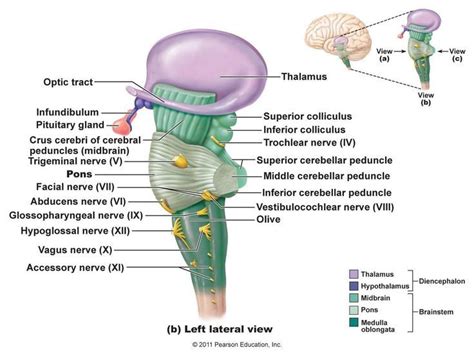 medulla oblongata autonomic - Google Search | Medicine book, Human anatomy and physiology ...