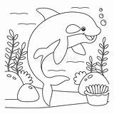 Killer Whale Coloring Page For Kids Stock Vector  Illustration Of sketch template
