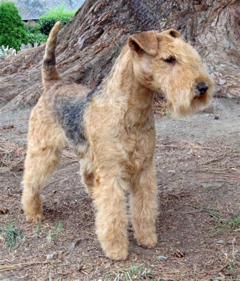 airedale terrier facts | Lakeland terrier, Airedale terrier puppies, Airedale terrier