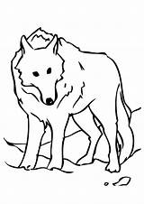 Cute Big Bad Wolf Coloring Pages sketch template