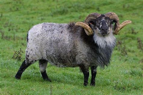 Weird Sheep - The Boreray | THATSFARMING.COM | Sheep breeds, Sheep ...