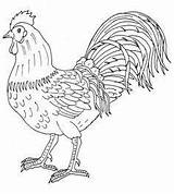 Chicken Chook Coloring Pages sketch template