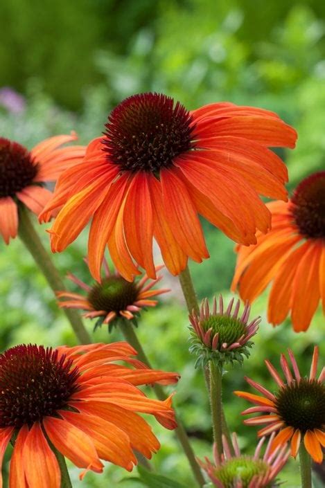 Coneflower Care: Planting & Growing Echinacea Flowers | Garden Design