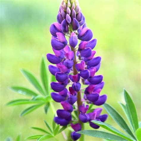 Buy lupin Lupinus Gallery Blue (Gallery Series): £5.99 Delivery by Crocus