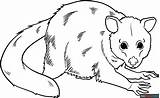 Possum Coloring Page  Easy Drawing Guides sketch template