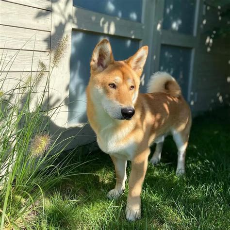 17 Shiba Inu Mixes: Enter The World Of Unusual Doggy Hybrids