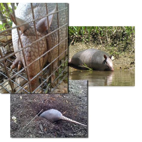 Armadillo Removal – Adair's Animal Nuisance Trapping