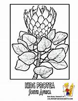 Protea Coloring Pages sketch template