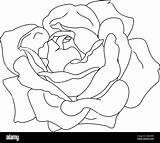 Vector rose Flower clip art coloring Book Page Stock Image & Art  sketch template