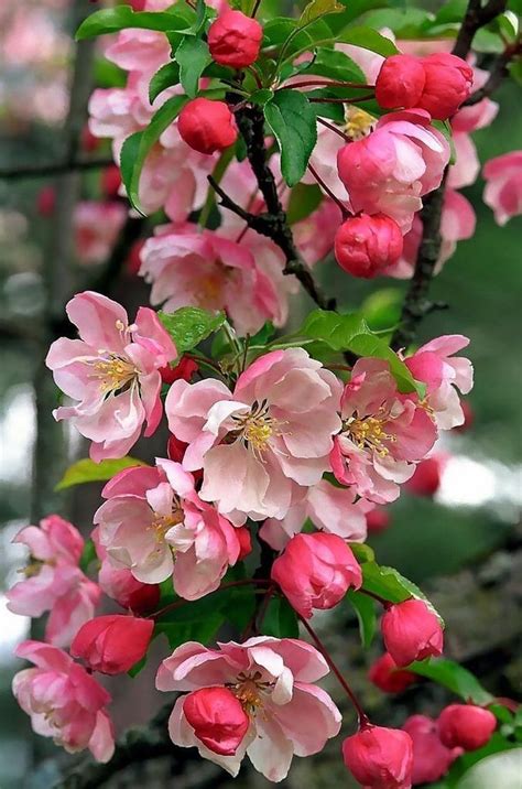 Adams Crabapple Tree Blossoms : r/flowers