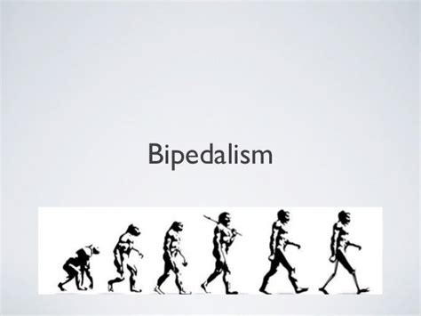 Bipedalism