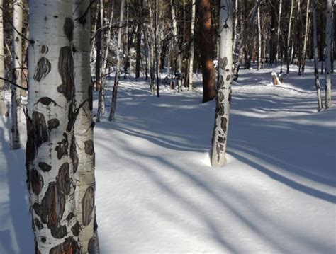 Pitkin Loop - Pitkin Colorado