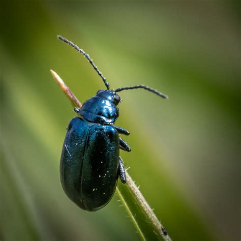 Identify this beetle | NatureSpot