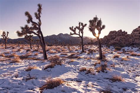 Your Guide to Visiting Joshua Tree National Park in the Winter ...